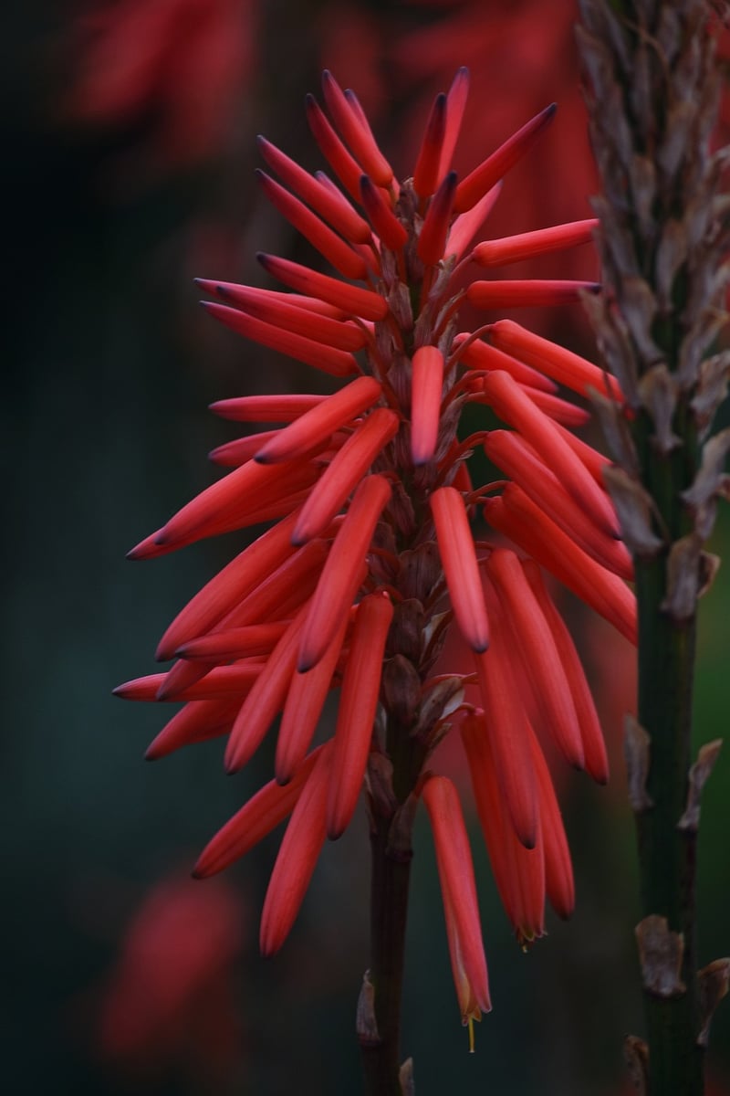 Drought-resistant beauties